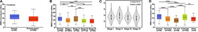 LncRNA NBR2 Inhibits the Malignancy of Thyroid Cancer, Associated With Enhancing the AMPK Signaling